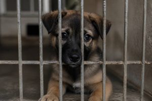 Avocat droit animalier : quels recours en cas de maltraitance animale ?